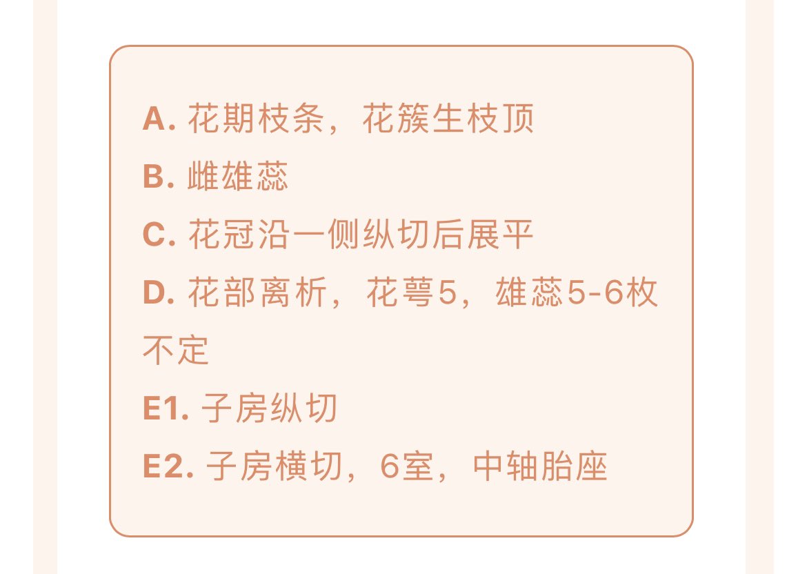 Doradaemon 厚皮香八角https T Co E9x7mohqon Twitter