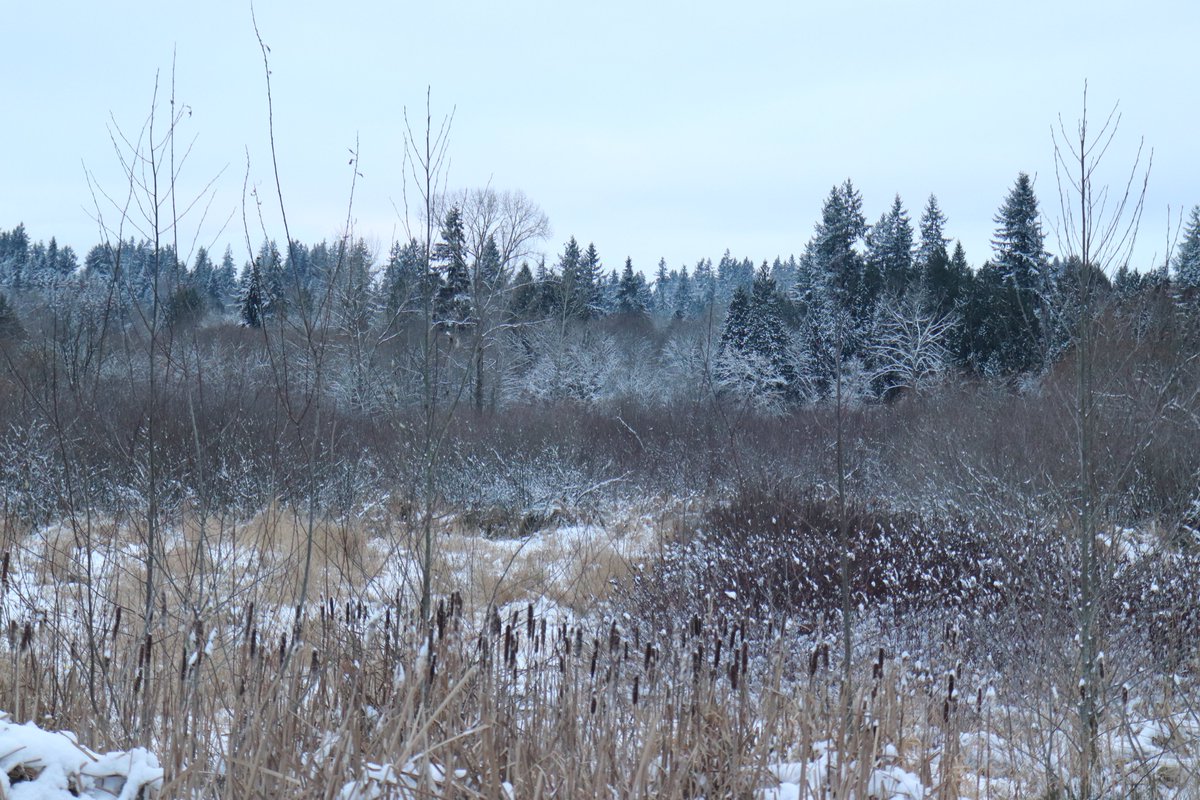 MichelleyM's tweet image. Hey, it's #SeattleSnow! 

Apocalypse year almost 3 tip: It may be best not to go to the store right after walking around in 20 degree temperatures for an hour. Nothing compliments a runny cold weather nose quite like trapping it in a KN95 mask. #youdontneedicecreamthatmuch