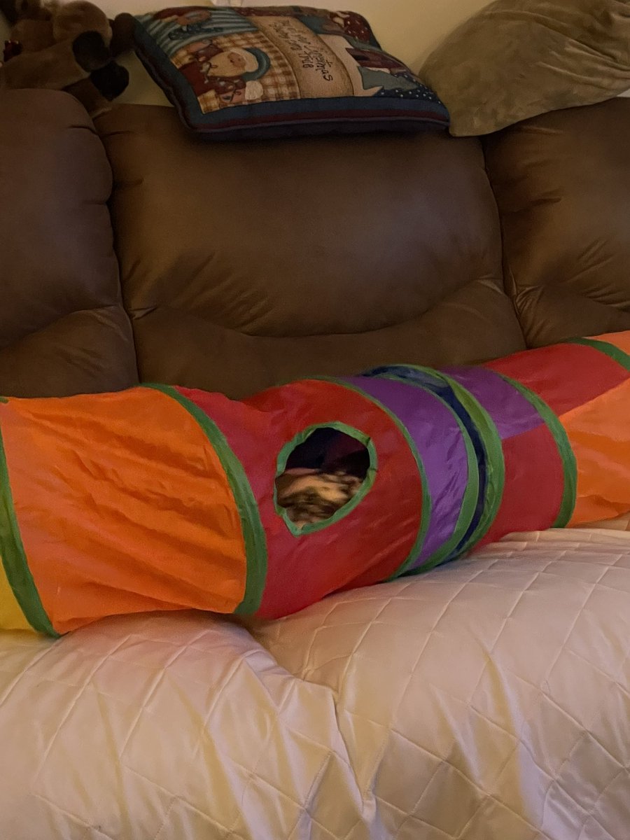 lynn033071's tweet photo. #21bss as promised pics of Olive with her tunnel… she absolutely loves it!!! Thank you again @hokiebun for the tunnel and treats https://t.co/1R475HbOPf