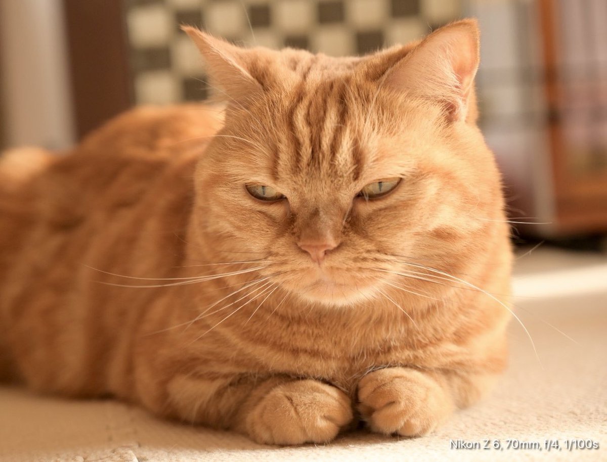 ご無沙汰しております
Twitterにログインできなくなって諦めてたら今日になって突然ログインできました💕

萌花がウトウトしてて、あと少しでぐっすりんの森に旅立つ寸前の写真が撮れました😹
眠そう…💤

#猫好きさんとつながりたい #マンチカン女子 #パール族 #Nikon #Z6