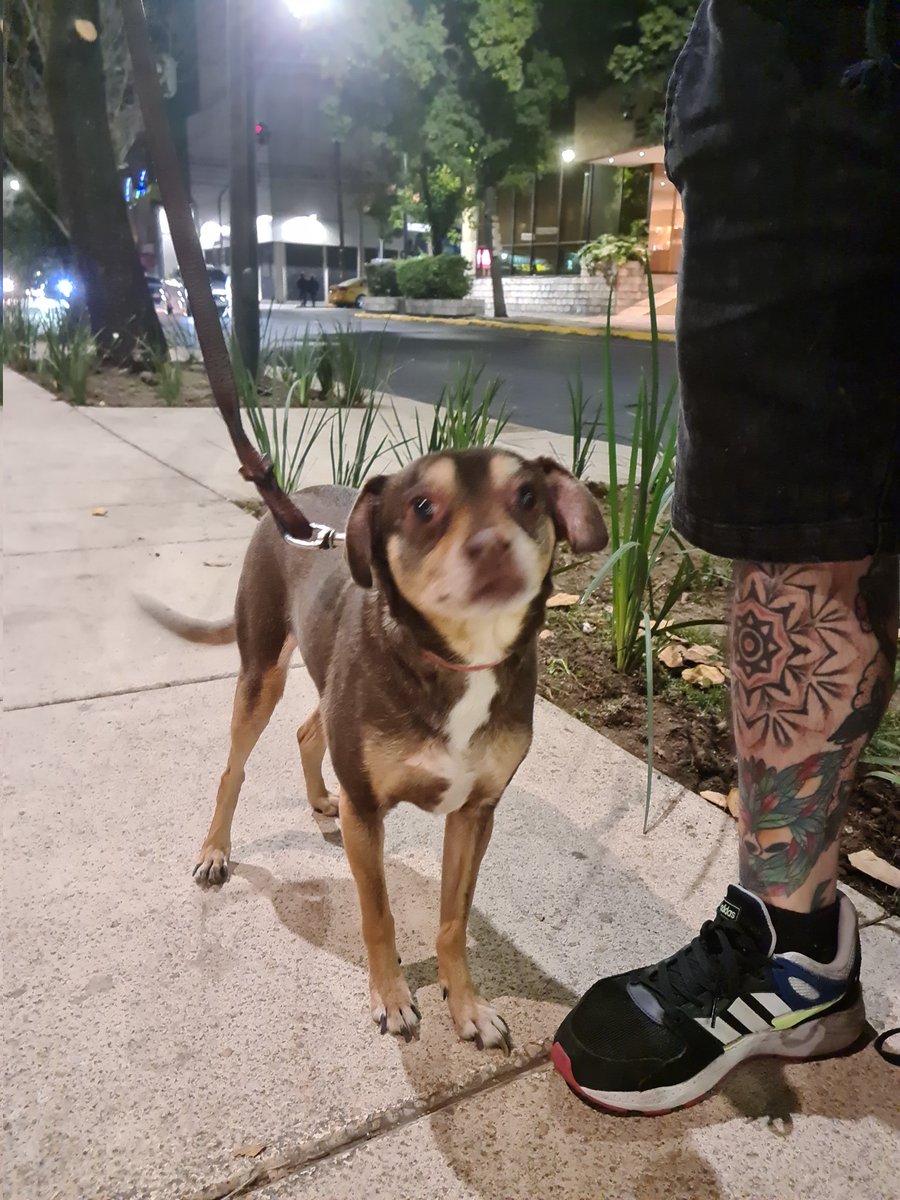 emersonmaita's tweet photo. Extraviada. La encontraron en Río Rhin delegación cuauhtemoc. Contacto de quien la tiene a resguardo 5541757202 @UbicapetMexico @PrrosPerdidosMX https://t.co/Xd7wRpwyPo