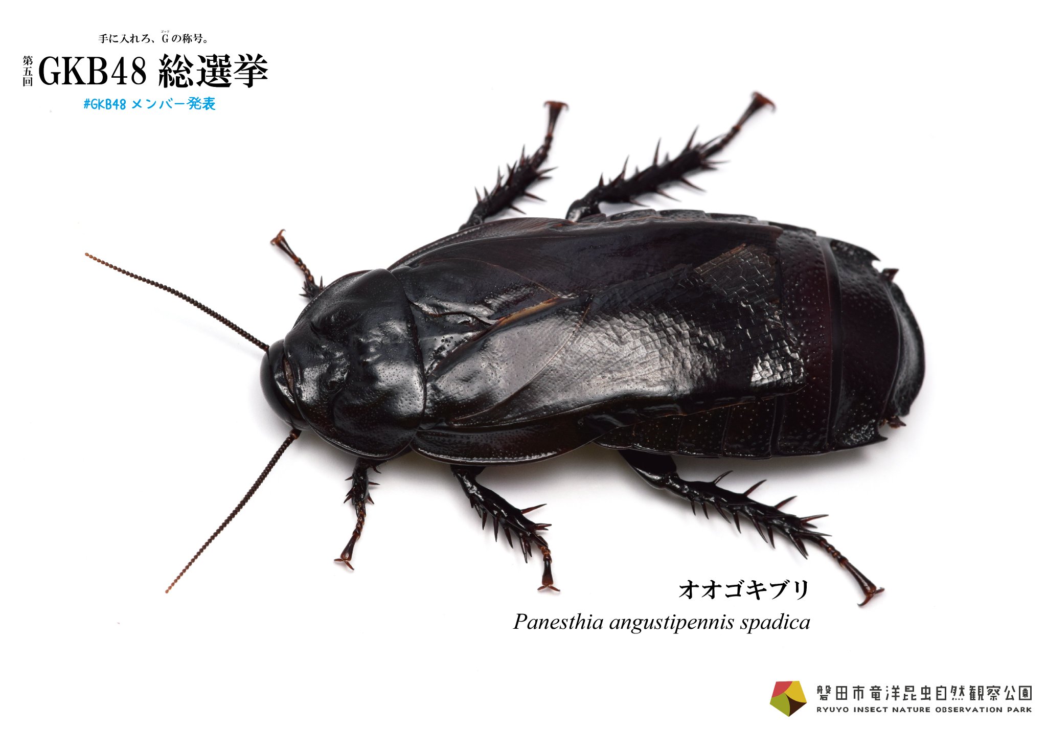 昆虫大系 世界昆虫大百科 第3弾 きれいなクワガタ＆タマムシ 10個セット