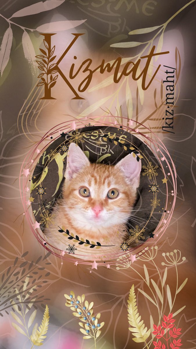 Twitterverse, meet Queen Kizmat! She's a female orange tabby which is quite rare. She's very hyper but she's the sweetest little thing.

#catsoftwitter #orangetabby #femaleorangetabby #newkitten #kitten #rheumatoidarthritis #rawarrior #dailytweet