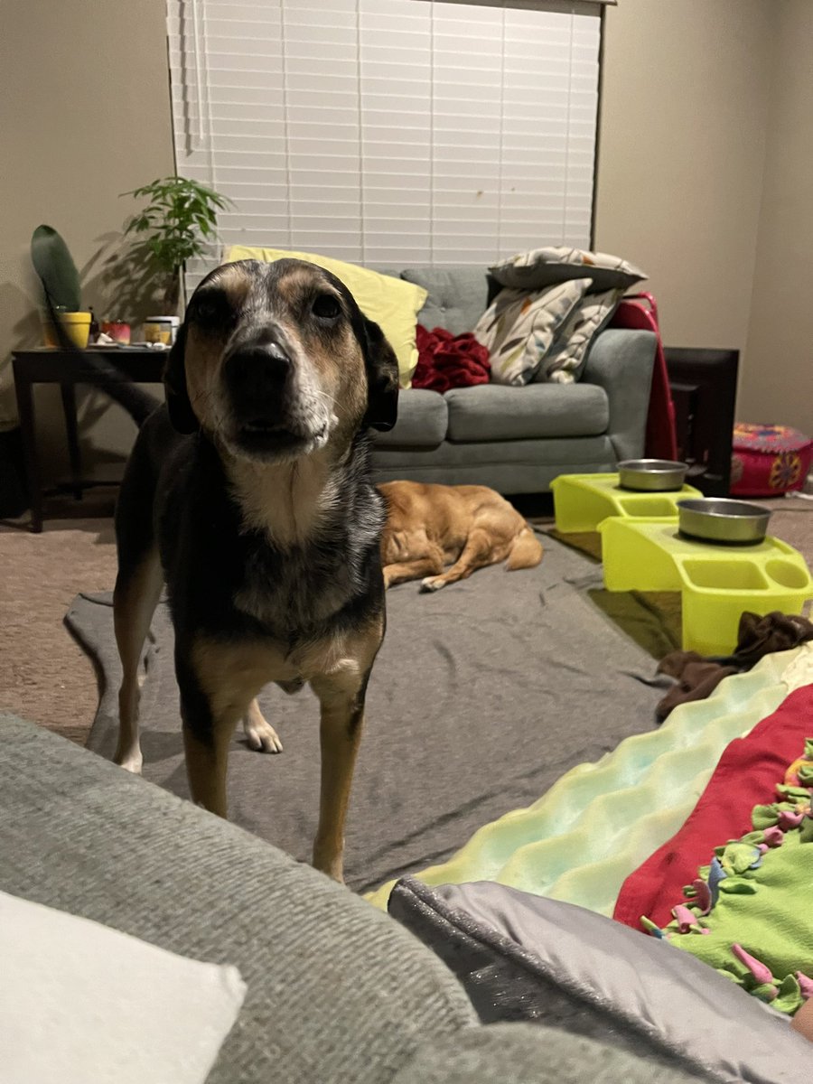 WATTalvarez's tweet photo. 🚨🚨🚨 
Please keep an eye peeled for our girl in downtown gilbert área came home and she had dug under the fence her name is Phoebe and she’s very nice and skiddish https://t.co/Hkvvd15x8l