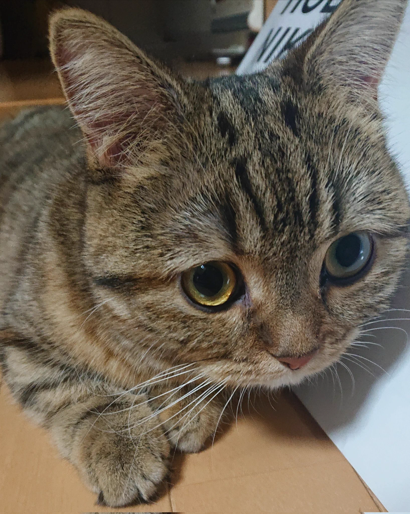 @chi_ha_l (￣▽￣;)たちが、ウンチしてあげるニャの！ 