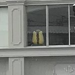 ツイートに含まれる画像