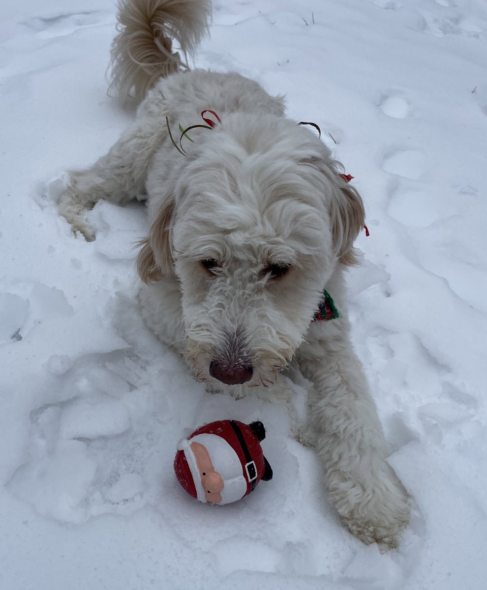 Adventures Of Skye tweet media