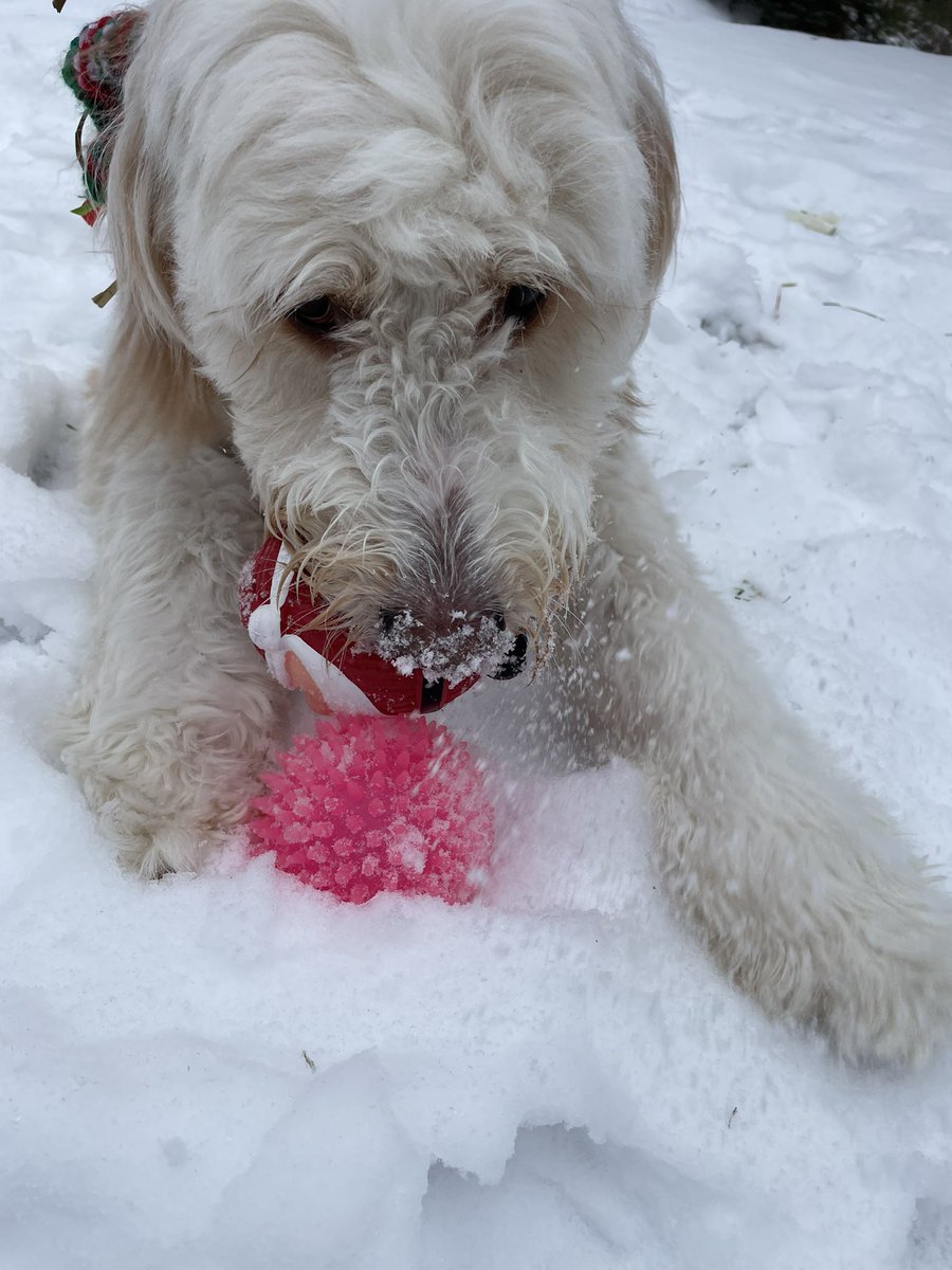 Adventures Of Skye tweet media