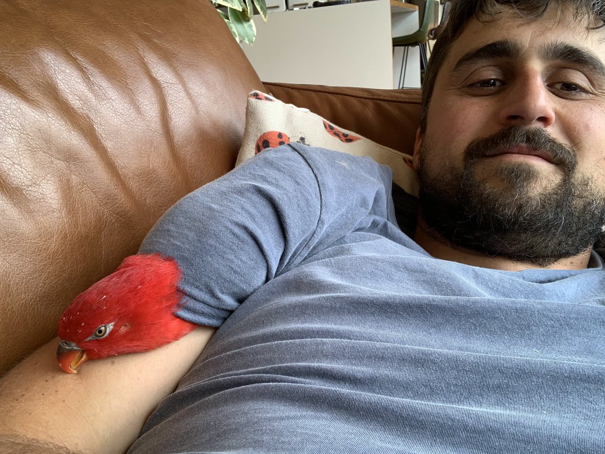 teamswiftparrot's tweet photo. Look at this clown https://t.co/vUanDIlgsq