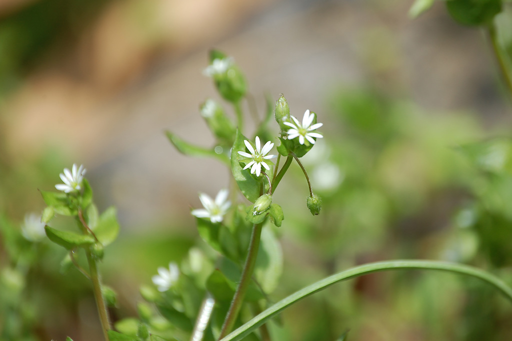 تويتر みやざきの景観づくり 宮崎市景観課 على تويتر 宮崎市版365日誕生花 1月8日の宮崎市版誕生花は コハコベ です ハコベ ミドリハコベ に比べて小さいことから 花言葉は 愛らしい 誕生花 花言葉 花の名前 T Co Hgy0qsv2jk