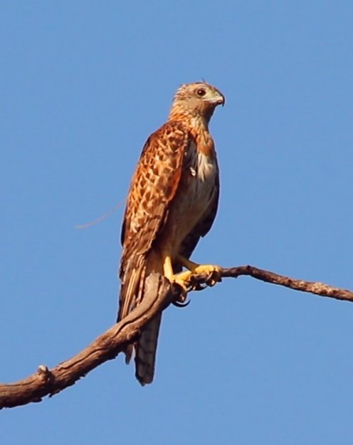Behold the first ever Red Goshawk known to be 2 years of age thanks to tracking this bird since it was a fledgling in 2019 (notice the antenna protruding from its back). See that it's legs are now yellow, the belly has turned white from rufous &amp; the head is a light grey (1/5)