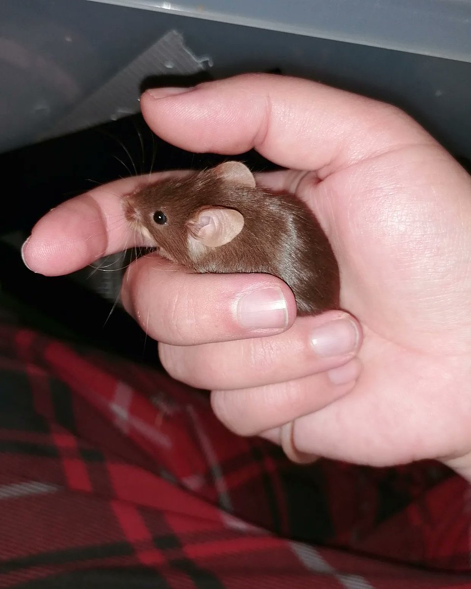 MouseryRainbow's tweet photo. Enjoying time with these little ones, even if they were poop machines tonight! ❤️ https://t.co/a6kv9u6CoP