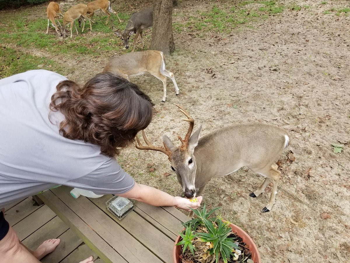 Gypsyma81209023's tweet photo. Lil & Bucky..#handfed https://t.co/U5e11IwGRM