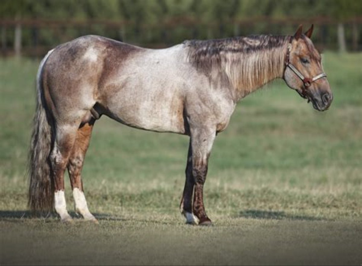 ShaneyBoyzz's tweet photo. Arguably the greatest horse of all time!!! #MetallicCat https://t.co/Ax9OpZ5sZB