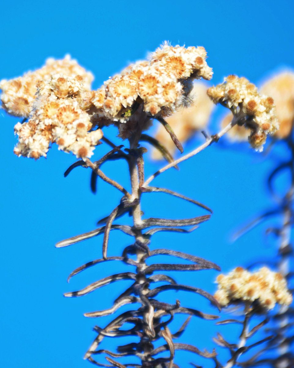 dear बुकिफुल