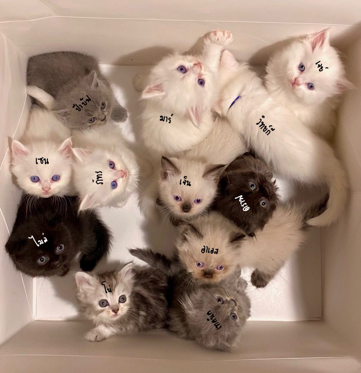 สี่เซคพวกแมวน้อย ส่วนโนคือกล่อง #4SEC_S