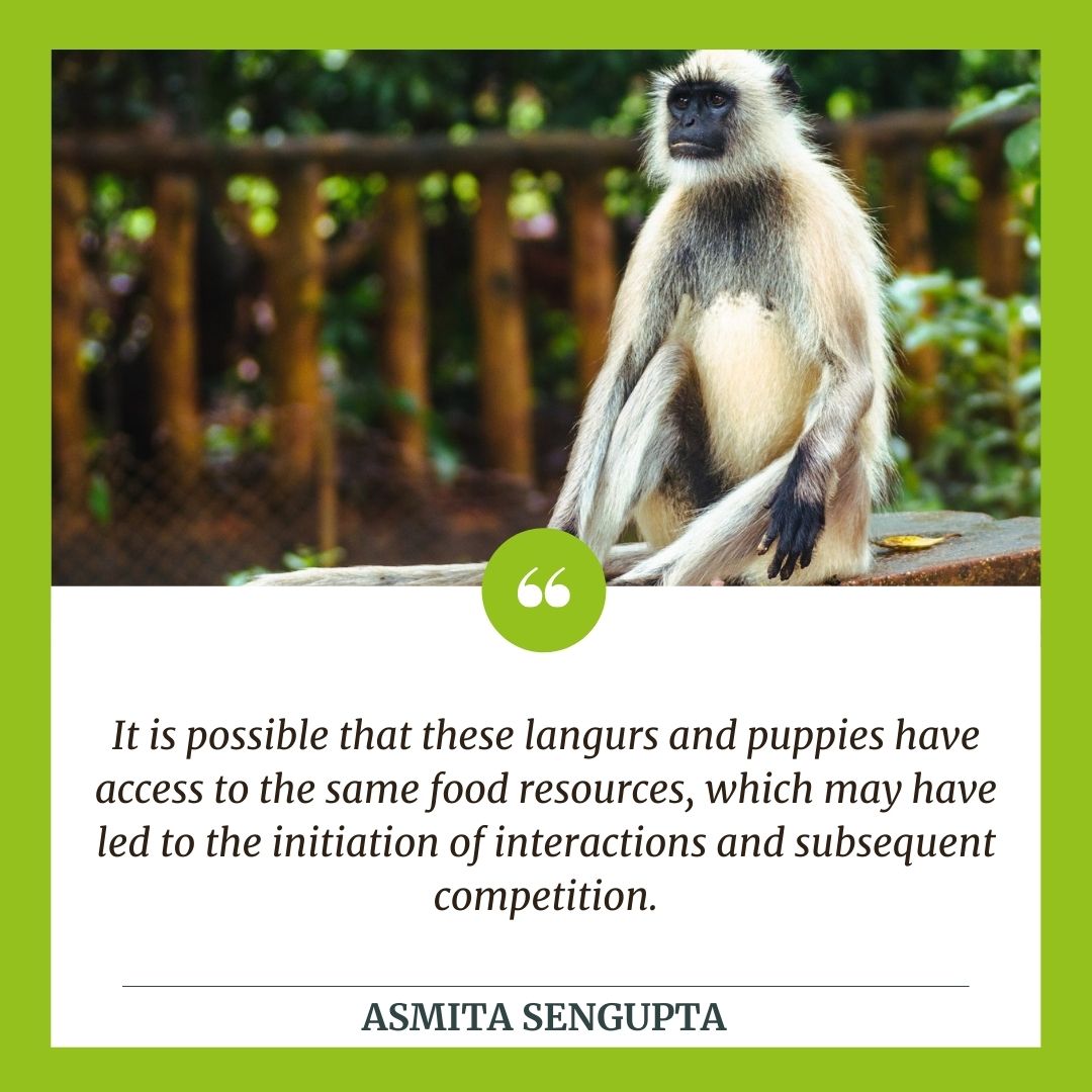 atree_org's tweet photo. Reports of Hanuman langurs allegedly killing 250 puppies were false. An incident with langurs &amp; dogs did occur but it was nothing like the media reports claimed. Langurs ‘lifted’ 3 puppies, &amp; not 250 as some news reports claimed. More: https://t.co/qsh1cZL9sZ
#MonkeyVsDogs https://t.co/C776lat0zJ