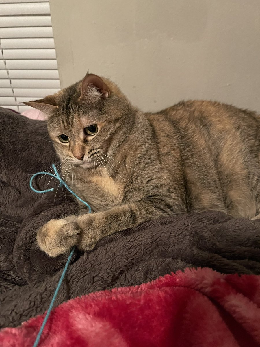 COLDBESSON's tweet photo. it’s been a minute so here’s my cat :) https://t.co/yHpLfgjPRn