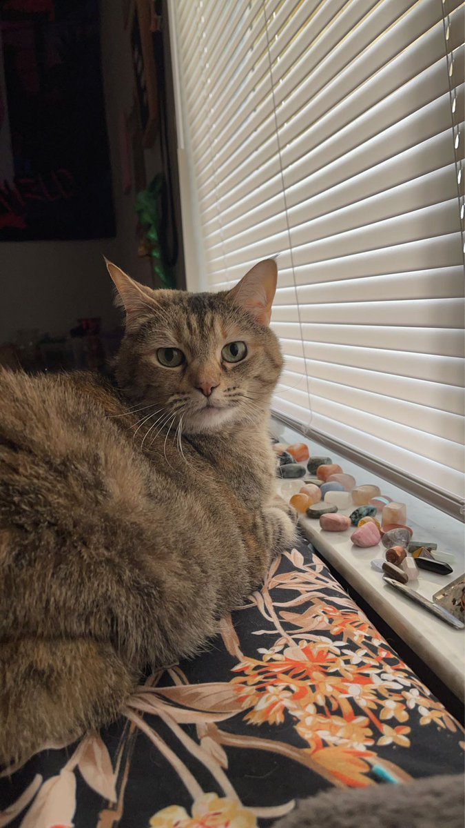 COLDBESSON's tweet photo. it’s been a minute so here’s my cat :) https://t.co/yHpLfgjPRn