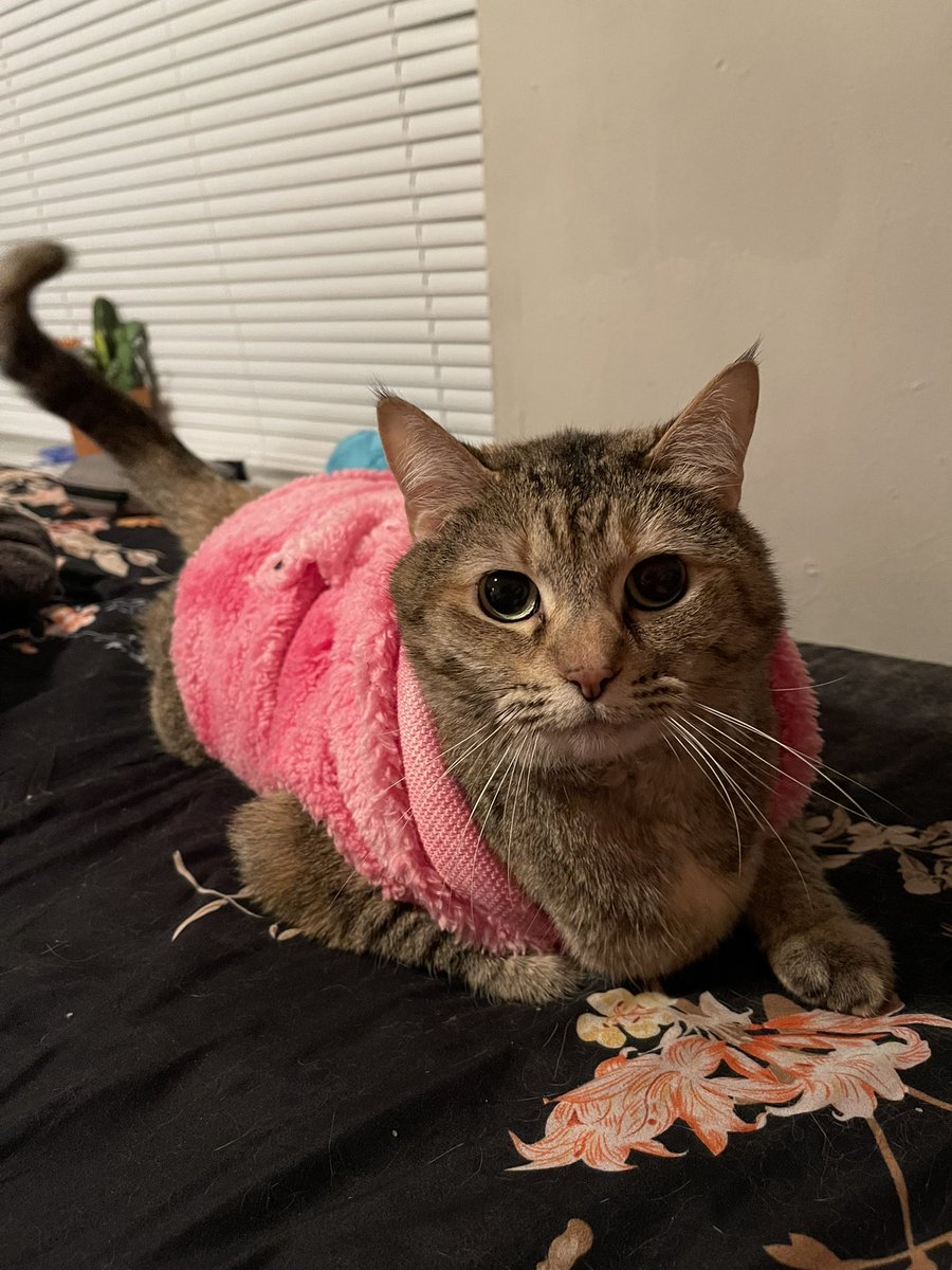COLDBESSON's tweet photo. it’s been a minute so here’s my cat :) https://t.co/yHpLfgjPRn