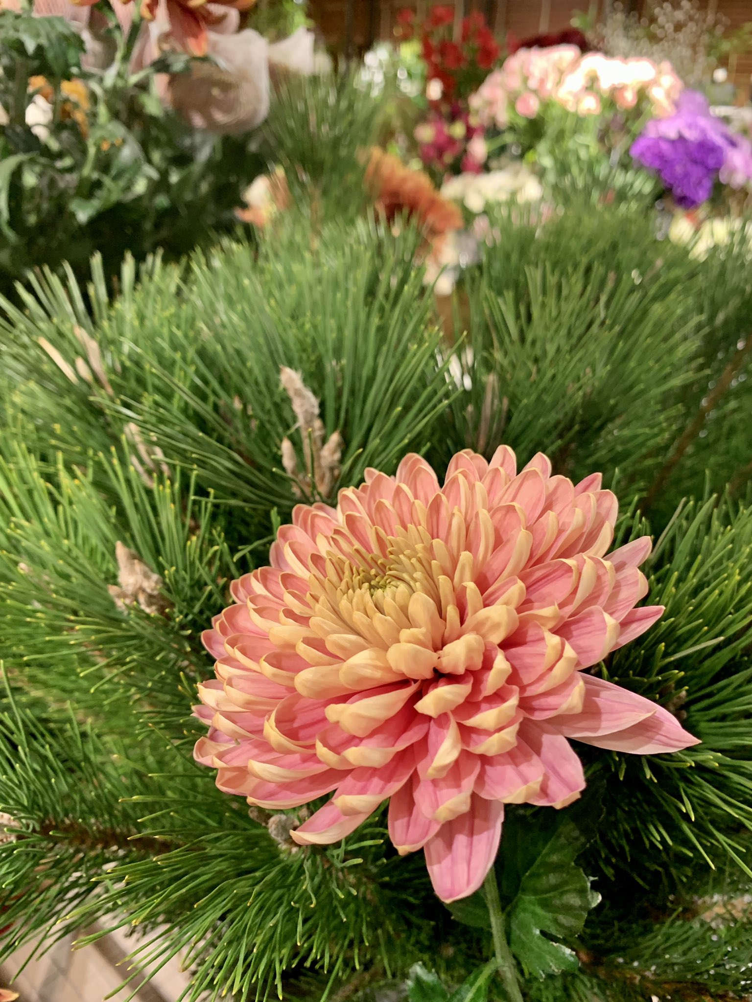 Flower Shop Phoenix Phoenixflower Twitter