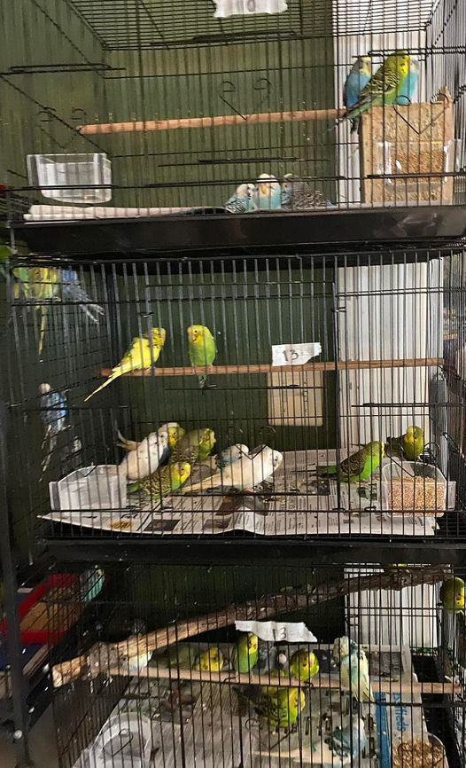 Budgie hoarding situation. Please read below. Links: 
facebook.com/34704745534200… 
facebook.com/birdsandbeaks
facebook.com/watch/live/?ex…
birdsandbeaks.org/donate 
Please help if you can!  Photo is some of the birds currently.