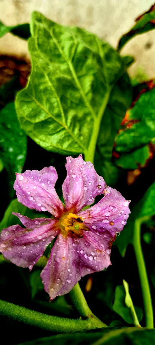 زهرة الباذنجان