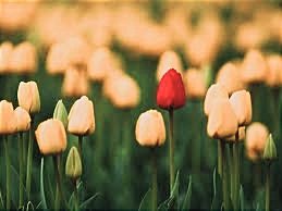 A ogni essere umano è stata donata
una grande virtù:la capacità di scegliere.Chi non la utilizza,la trasforma in una maledizione, e altri sceglieranno per lui.

Paulo Coelho

#Buongiorno 💞
#27dicembre 🌷