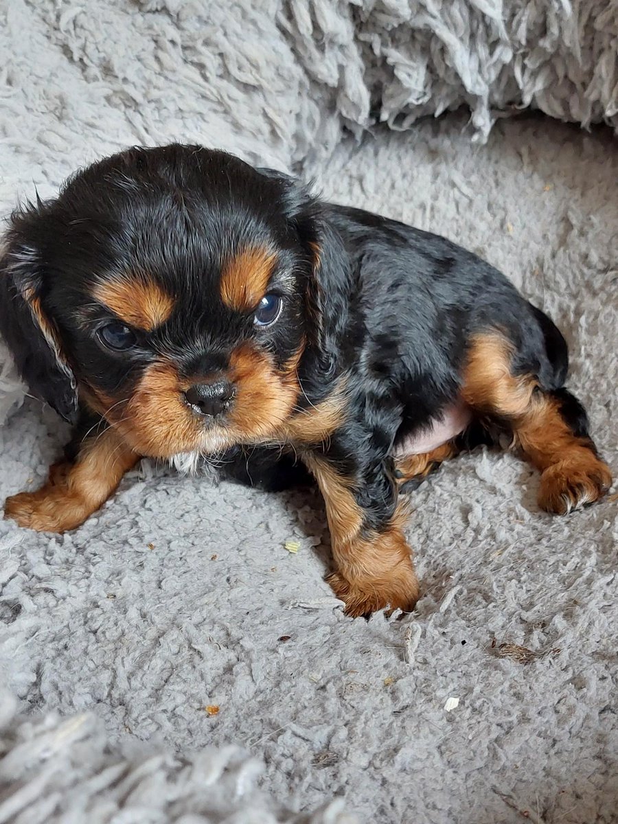 LussCollects's tweet photo. So, I'm getting a puppy.
Everyone, meet Dawn 😊 https://t.co/I7MFlIYjQl