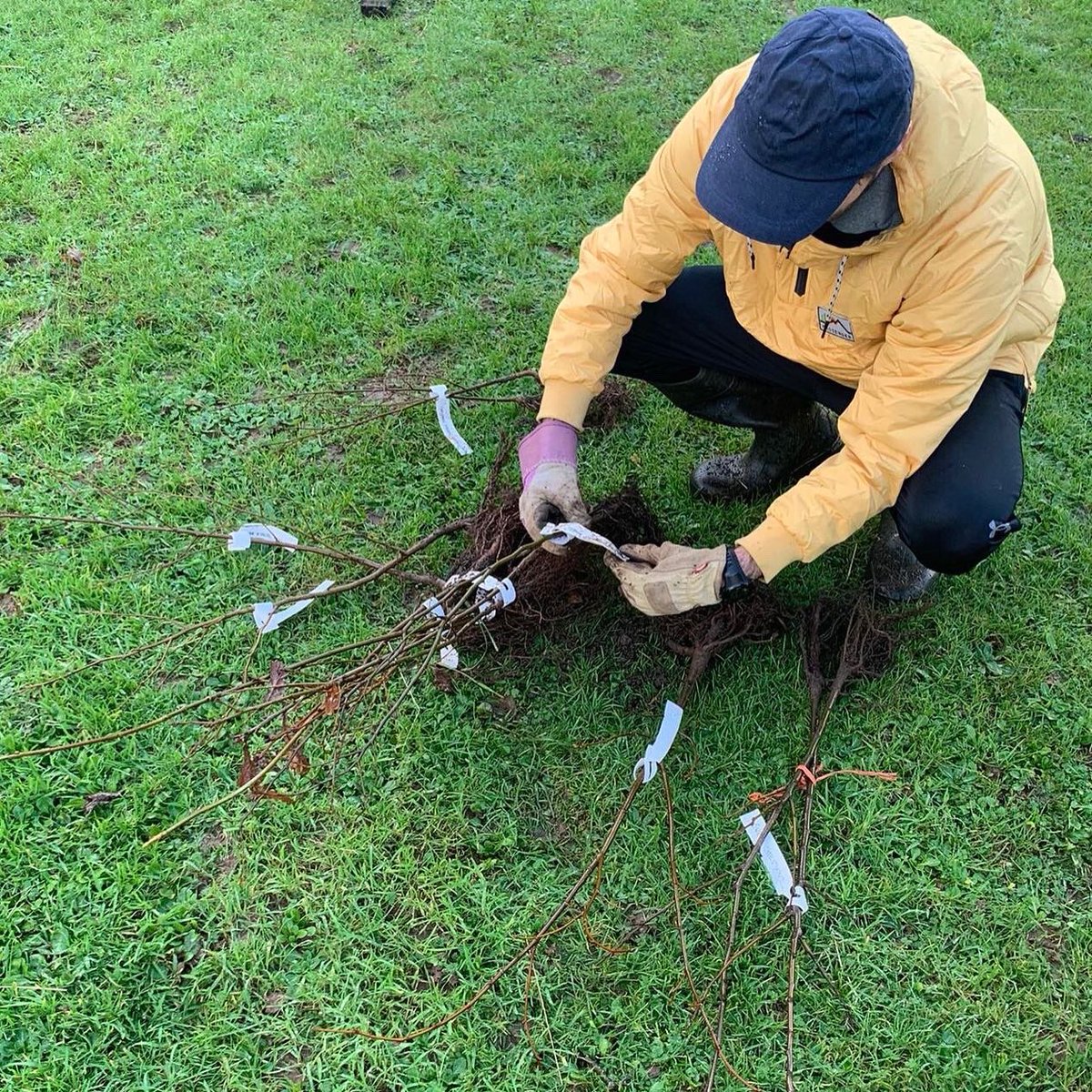 GwynWatson's tweet photo. A tree is not just a gift for Xmas it’s a gift for life 🌳 💜 #restor #generationrestoration https://t.co/GYVPHURaqA