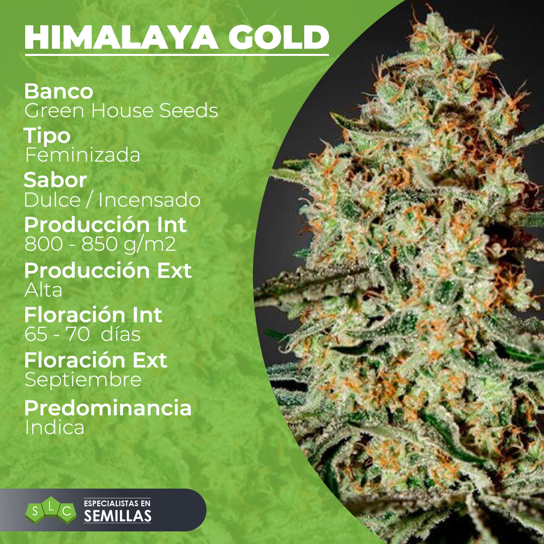 SemillasLowCost's tweet photo. Aquí va la Himalaya Gold, una gran genética de Green House Seeds y que por supuesto está en nuestro catálogo.

👅 Dulce, incensado y especiado.

⚖ Producción de 800 - 850 g/m2

🧠 Creativo y relajante.

💻 Visítanos: https://t.co/Bwm26b4oUS

#SLC #cannabis #420 #weed #marijuana https://t.co/JytsTDxqna