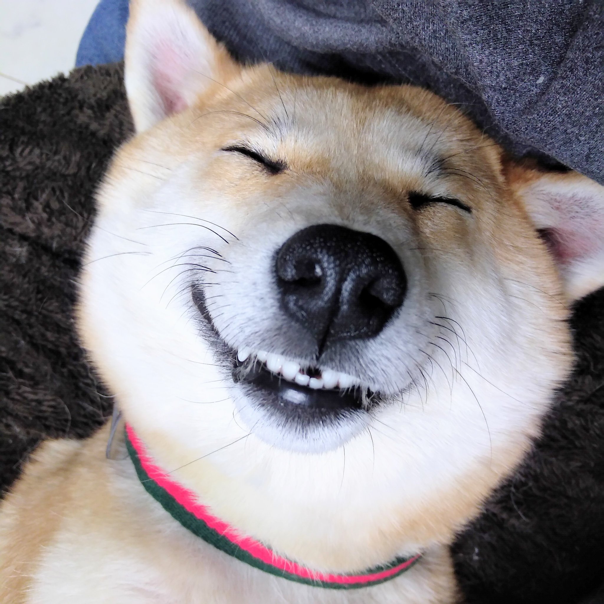 志水アキ 中禅寺先生6巻8 17 笑いながら寝る犬 T Co 3quixnrwiu Twitter