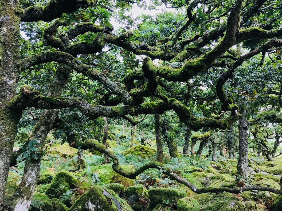 Guy Shrubsole (@guyshrubsole) on Twitter photo "A campaign to restore Britain’s lost rainforests has won backing from the Govt"
Excited to reveal that a new £30m Nature Impact Fund explicitly backs efforts to “support and expand England’s temperate rainforests.”
I spoke to <a href="/emmagatten/">Emma Gatten</a> <a href="/Telegraph/">The Telegraph</a>:
telegraph.co.uk/environment/20… 1/n "A campaign to restore Britain’s lost rainforests has won backing from the Govt"
Excited to reveal that a new £30m Nature Impact Fund explicitly backs efforts to “support and expand England’s temperate rainforests.”
I spoke to <a href="/emmagatten/">Emma Gatten</a> <a href="/Telegraph/">The Telegraph</a>:
telegraph.co.uk/environment/20… 1/n