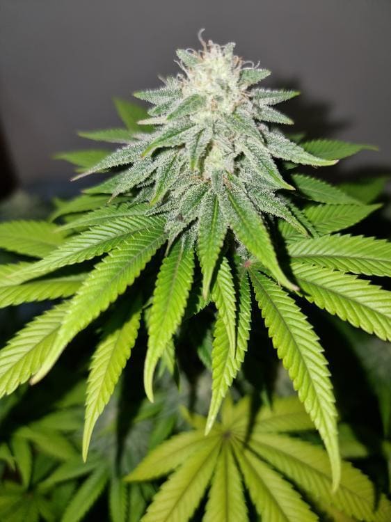 SuzySeeds's tweet photo. Work still in progress on another amazing cross Mimosa x GorillaGlue on #SuzysAficionadoCollection looks like she had a real white Xmas ❄️ #feminizedseeds
#allstartedfromseed #highqualitygenetics #onelove
#SuzySeeds
https://t.co/1XJZSXBaip https://t.co/NPucfo72eM
