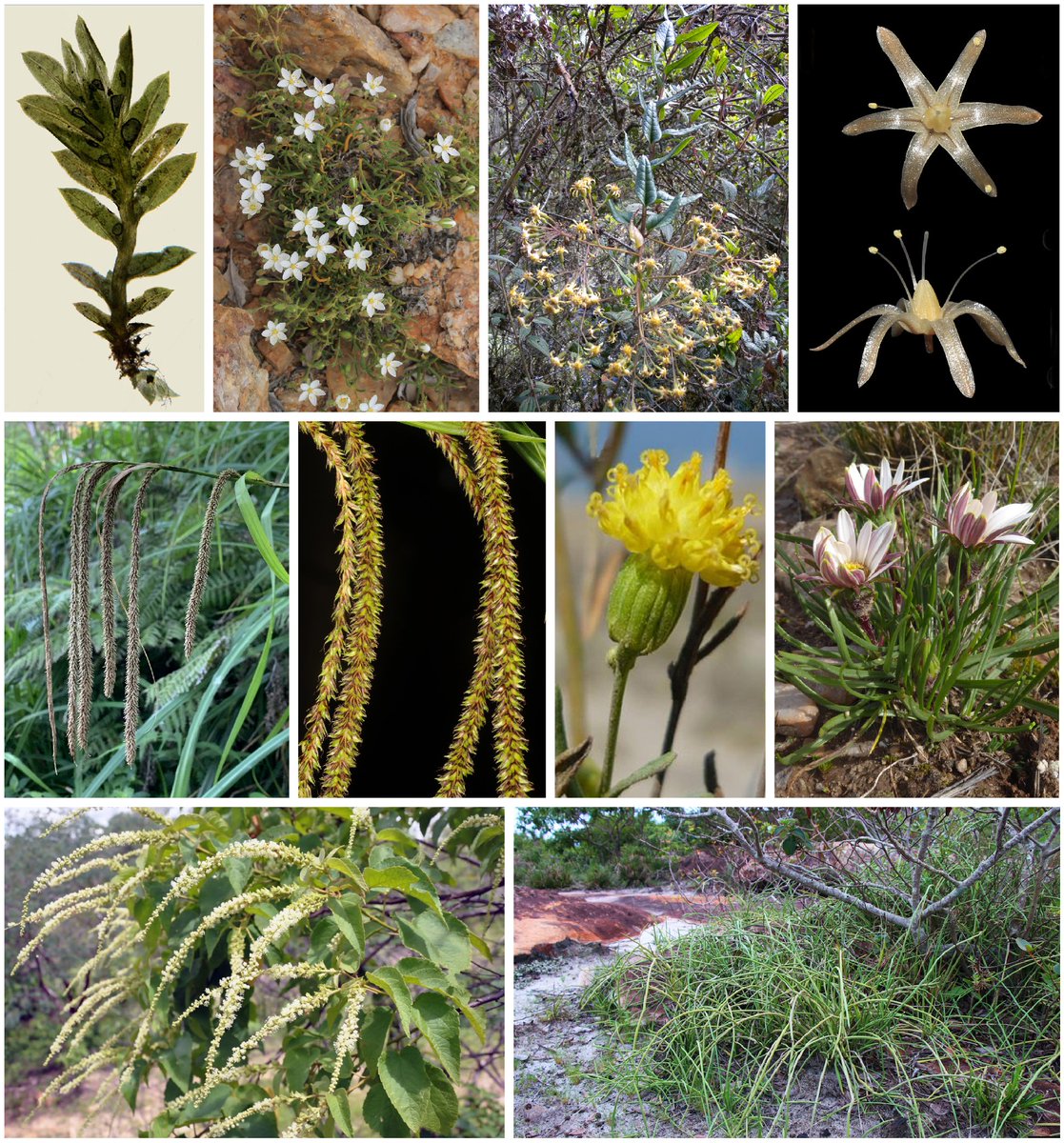biomaraton's tweet photo. La botánica sigue muy viva en nuestro país. Presentamos la lista anual de especies nuevas para la ciencia descritas por botánicos españoles. Este año 2021 llegamos al medio centenar. ¡Felices fiestas y a por 2022!

Nota de prensa y lista: https://t.co/6BSI01EtNG https://t.co/sapmipb9JL