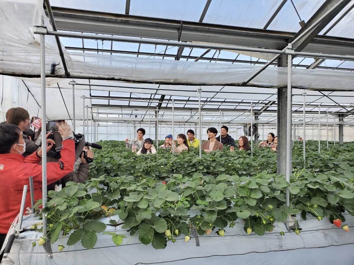 mjc2020_04's tweet photo. 【#いちご王国🍓 × #キャンパスラボ  】

先日、いちご王国のアンバサダーとして栃木県にあるいちごの里に産地視察に行ってきました…！☺️

5品種のいちごを食べ比べさせていただき、それぞれが持つ魅力を実感しました✨

とちぎテレビで放送された様子も是非ご覧ください✊🏻
➡️https://t.co/Vq4avkfZqh https://t.co/DBgjfdaAac