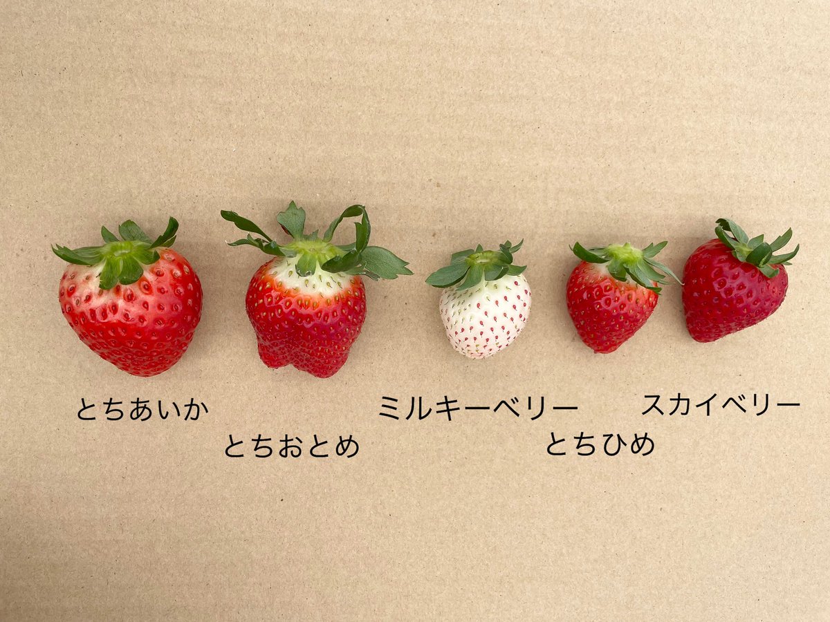 mjc2020_04's tweet photo. 【#いちご王国🍓 × #キャンパスラボ  】

先日、いちご王国のアンバサダーとして栃木県にあるいちごの里に産地視察に行ってきました…！☺️

5品種のいちごを食べ比べさせていただき、それぞれが持つ魅力を実感しました✨

とちぎテレビで放送された様子も是非ご覧ください✊🏻
➡️https://t.co/Vq4avkfZqh https://t.co/DBgjfdaAac