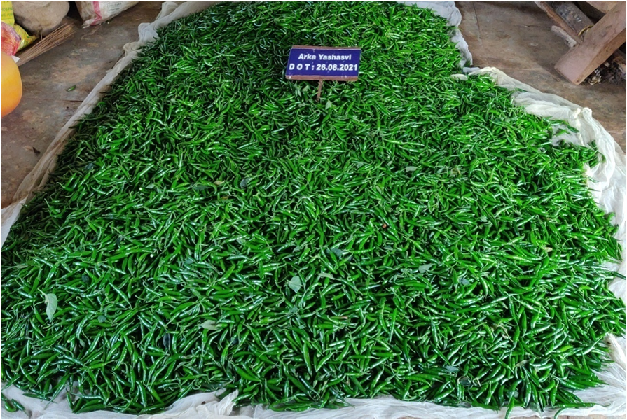 Newly released virus tolerant/ resistant hybrid varieties of chilli viz. ArkaTejasvi, Arka Yashasvi, Arka Saanvi, Arka Tanvi &amp; Arka Gagan are high yielding and suitable for different segment of chilli markets, with desirable quality attributes of pungency &amp; color.
#MIDH