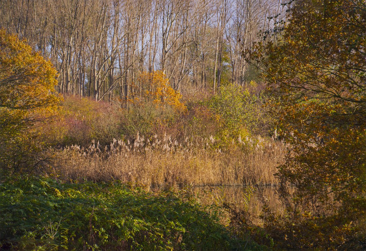 This autumn photo shows a beautiful piece of nature in the Broekpolder near Vlaardingen. A small pool of water surrounded by trees and shrubs on the bank. Beautiful reed plumes in the water. The white clouds in the blue sky complete the picture.

Have a beautiful day😁
