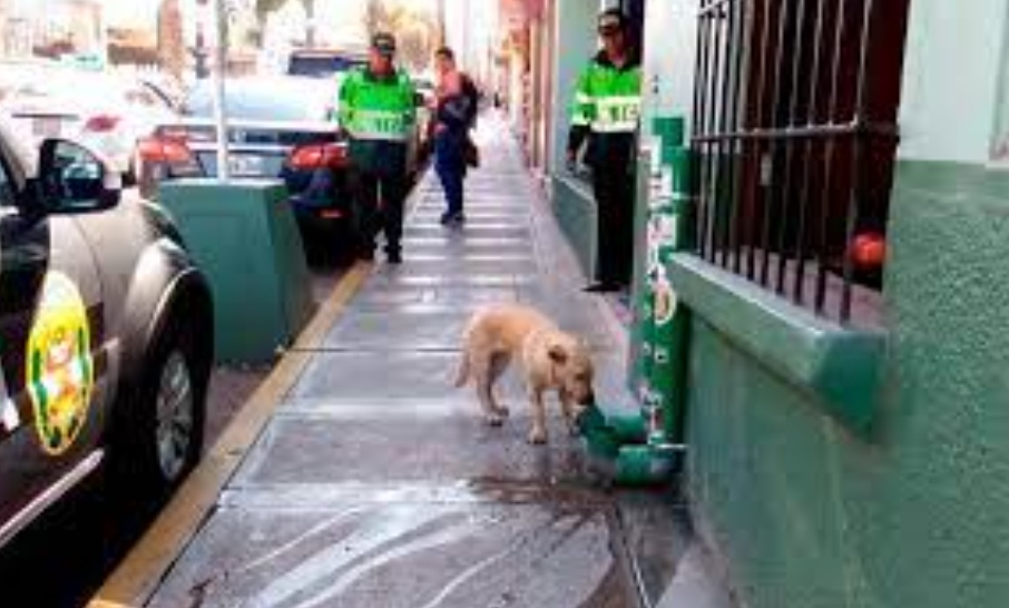 LMPositif's tweet photo. 🇵🇪 À Tacna, au Pérou, la police de la ville a installé des distributeurs d’eau et de nourriture pour les chiens errants dans les rues. L'initiative a eu un énorme succès et a déclenché une chaîne d’initiatives similaires ! 🐶 ❤ https://t.co/yaDeubo7uq