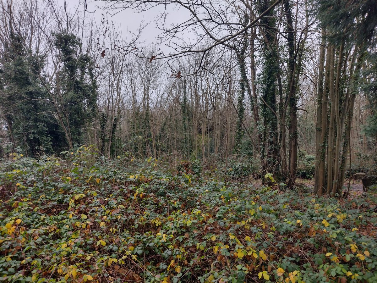 Sleeping brambles and multi-stem trees.

Christmastime is beautiful in Camberwell Old Cemetery, Southwark's other wild cemetery.

Forest Hill Road, East Dulwich SE22 0RU. Five minutes from both One Tree Hill and Peckham Rye Park. 
@cllrhumaira @peckhamfestival @Londonwalkies