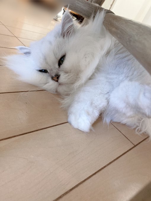 Twitterのコスプレ画像15