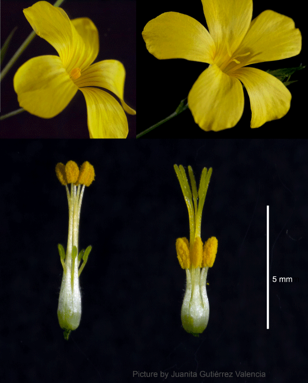 tanjaslotte's tweet photo. A 2-year Carl Tryggers postdoctoral fellowship is now available in my group in Stockholm. Focus on genomic analyses of supergene evolution in Linum, lots of data already available to analyse. For more info &amp; how to apply, see: https://t.co/6oLVpdKgBd #ECR #PostDoc #plsRT https://t.co/HFYlVTwPRJ