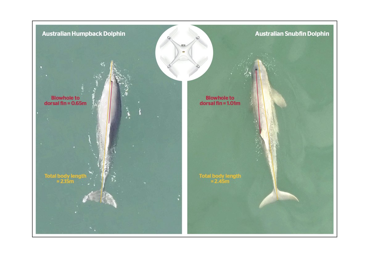 AnnaImray's tweet photo. Thanks for all the support for my first publication, especially Daniele Cagnazzi and Andrew Colefax. A new study on the feasibility of using drones to derive morphometric measurements of Australian snubfin and humpback dolphins. Open access at https://t.co/778leIaaAY https://t.co/VDvHwdRdk0