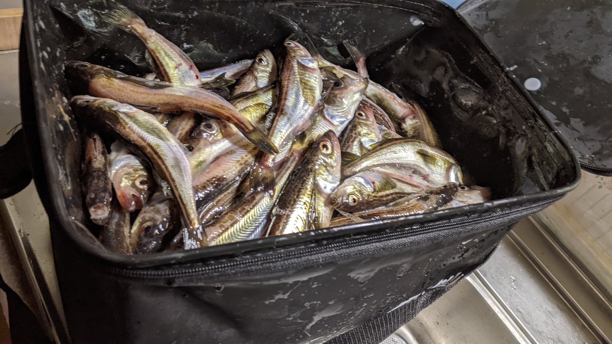 ハタハタ釣り Twitter Search Twitter