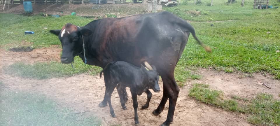 Franchement Maghulu tweet media