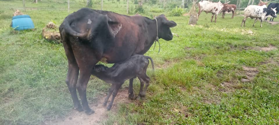 Franchement Maghulu tweet media