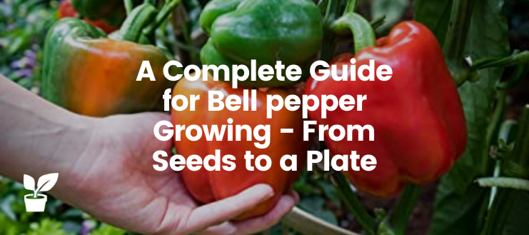 Bell pepper growing - In this article, you will learn how to grow bell peppers to enjoy one of the most popular vegetables in the kitchen. 

irrigationsuppliesstore.com/bell-pepper-gr…

#BellPepper #PepperVegetable #Peppers #RedPepper.