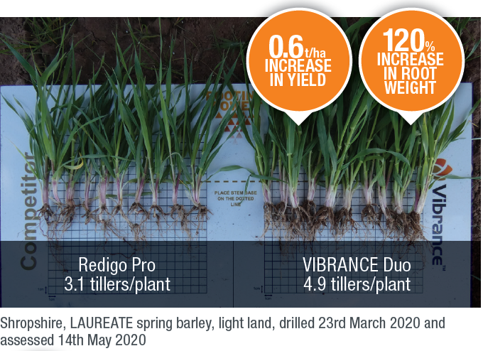 SyngentaUK's tweet photo. Establishing root structures can be particularly important in spring cereals, especially on typically lighter soil types used for growing malting barley.
VIBRANCE Duo helps build a strong rooting structure giving better access to nutrients #VibranceEffect
https://t.co/u4ZLNbACX9 https://t.co/AwieHPj27l