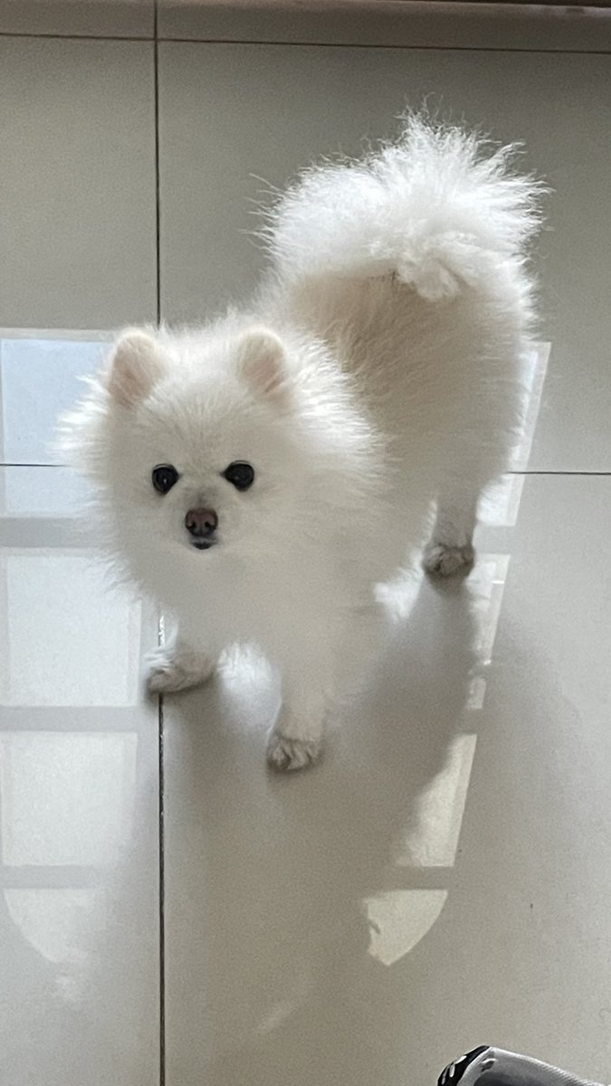 _ppotto__'s tweet photo. @:@: 녀석, 끝내주는 산책을 했나본데? https://t.co/IV80kDHqo0